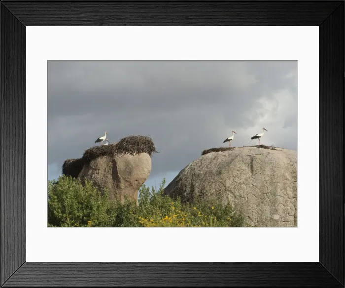 Framed Print : DDE-90035255 Framed Print : DDE-90035255