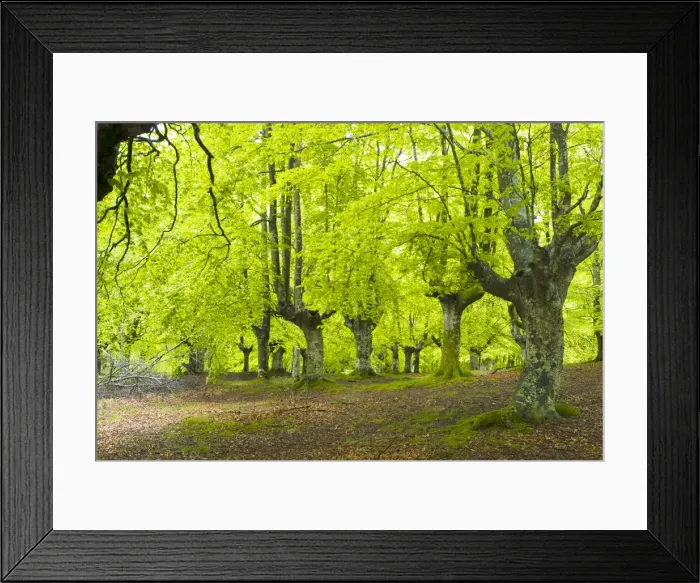 Framed Print : DDE-90035287 Framed Print : DDE-90035287