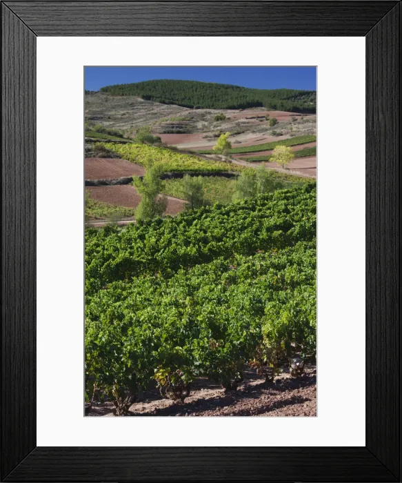 Framed Print : DDE-90035339