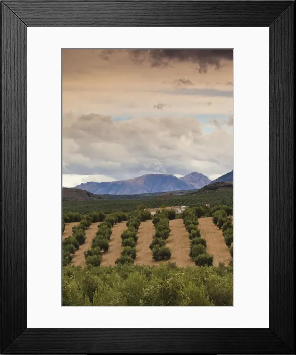 Framed Print : DDE-90035444 Framed Print : DDE-90035444