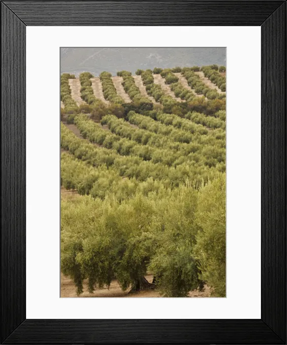 Framed Print : DDE-90035447 Framed Print : DDE-90035447