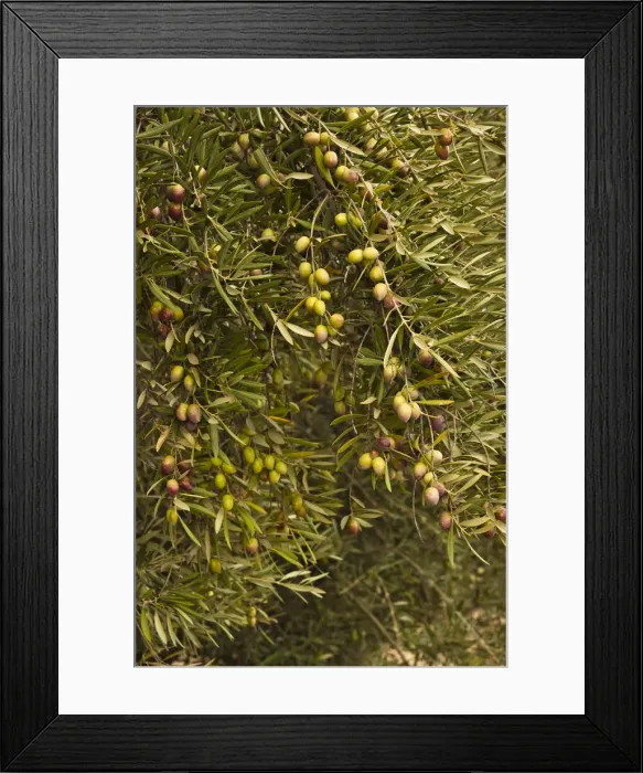 Framed Print : DDE-90035448 Framed Print : DDE-90035448