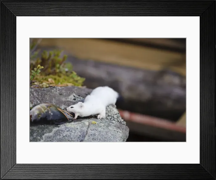 Framed Print : DDE-90035519 Framed Print : DDE-90035519
