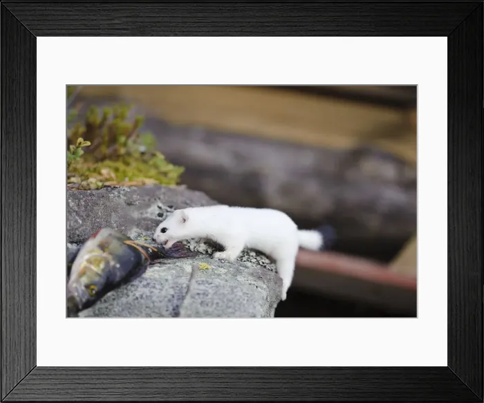 Framed Print : DDE-90035520 Framed Print : DDE-90035520