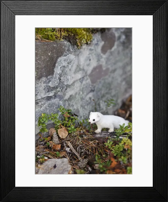 Framed Print : DDE-90035518 Framed Print : DDE-90035518