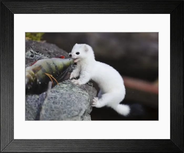 Framed Print : DDE-90035521 Framed Print : DDE-90035521