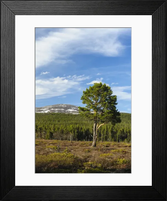 Framed Print : DDE-90035529 Framed Print : DDE-90035529