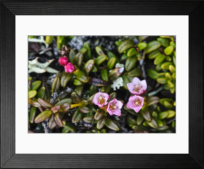 Framed Print : DDE-90035534 Framed Print : DDE-90035534