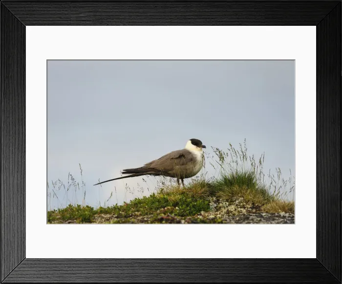 Framed Print : DDE-90035538 Framed Print : DDE-90035538