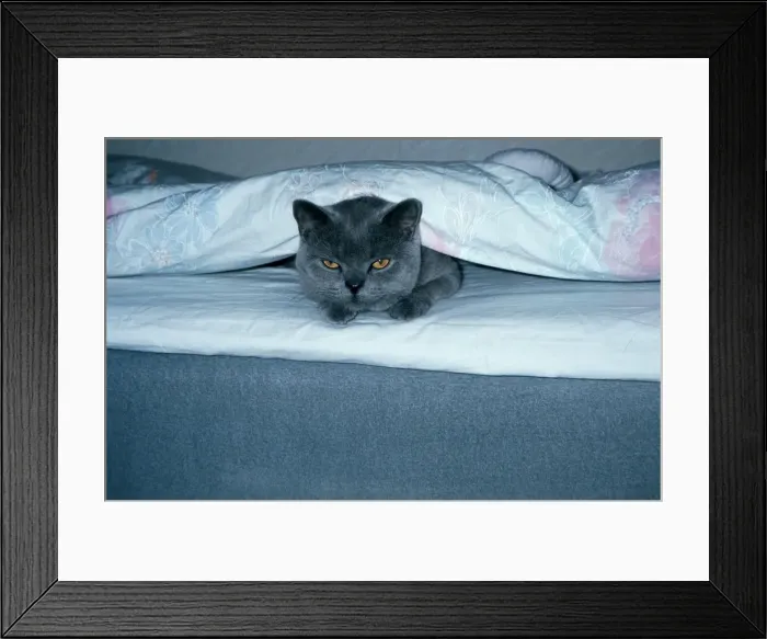 Framed Print : DDE-90035548