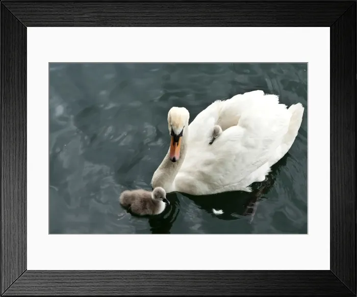 Framed Print : DDE-90035611 Framed Print : DDE-90035611