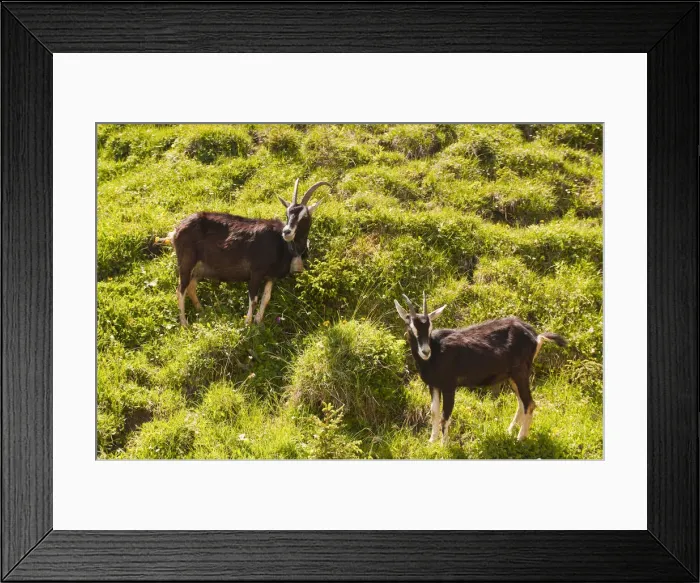 Framed Print : DDE-90035624 Framed Print : DDE-90035624