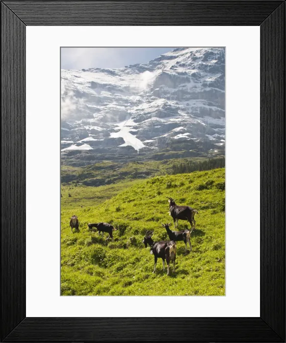 Framed Print : DDE-90035625 Framed Print : DDE-90035625