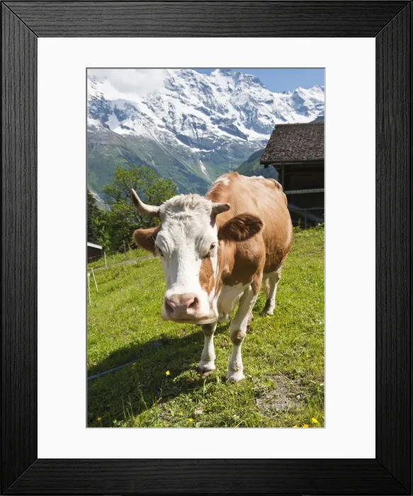 Framed Print : DDE-90035635 Framed Print : DDE-90035635