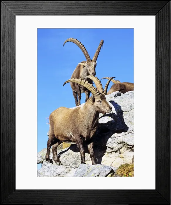 Framed Print : DDE-90035679 Framed Print : DDE-90035679