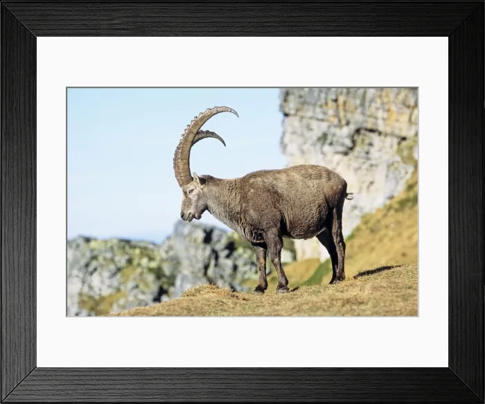 Framed Print : DDE-90035681 Framed Print : DDE-90035681