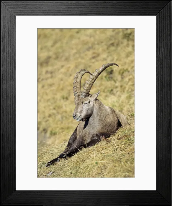Framed Print : DDE-90035682 Framed Print : DDE-90035682