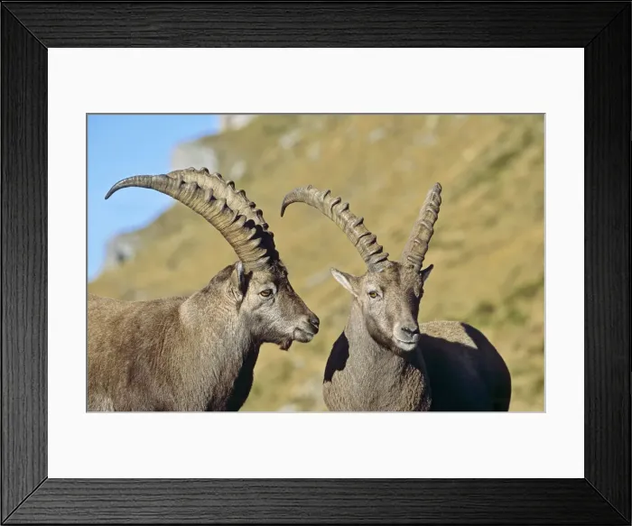 Framed Print : DDE-90035684 Framed Print : DDE-90035684