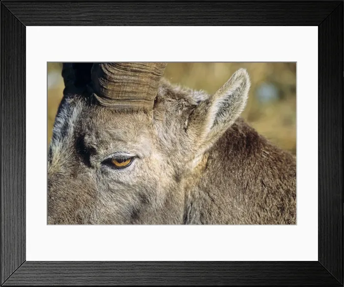 Framed Print : DDE-90035683 Framed Print : DDE-90035683