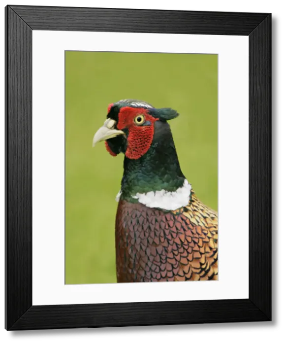Framed Print : DDE-90035706 Framed Print : DDE-90035706