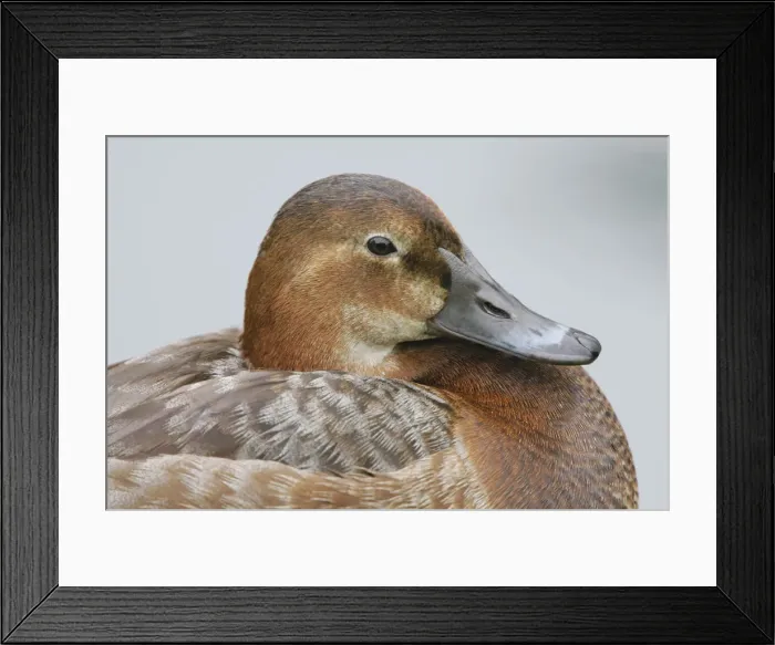 Framed Print : DDE-90035707 Framed Print : DDE-90035707