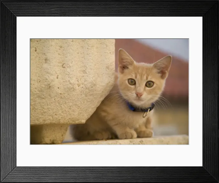 Framed Print : DDE-90035721 Framed Print : DDE-90035721