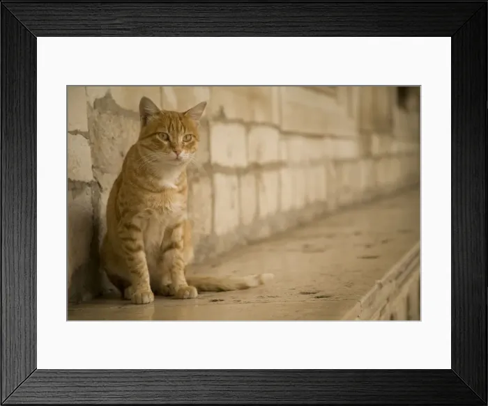 Framed Print : DDE-90035733 Framed Print : DDE-90035733