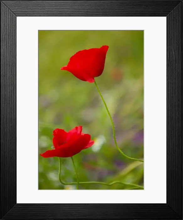 Framed Print : DDE-90035775 Framed Print : DDE-90035775