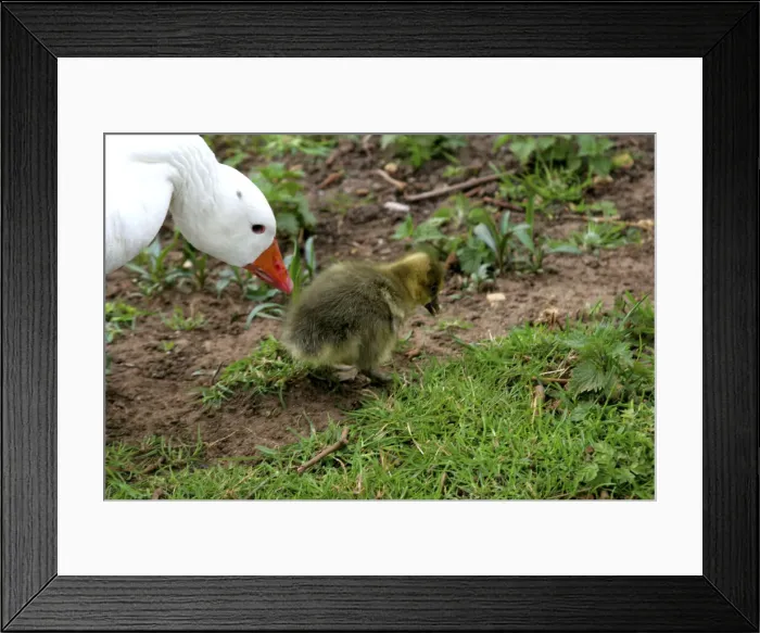 Framed Print : DDE-90035800 Framed Print : DDE-90035800