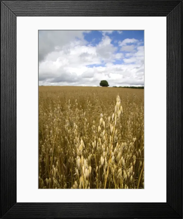 Framed Print : DDE-90035803 Framed Print : DDE-90035803