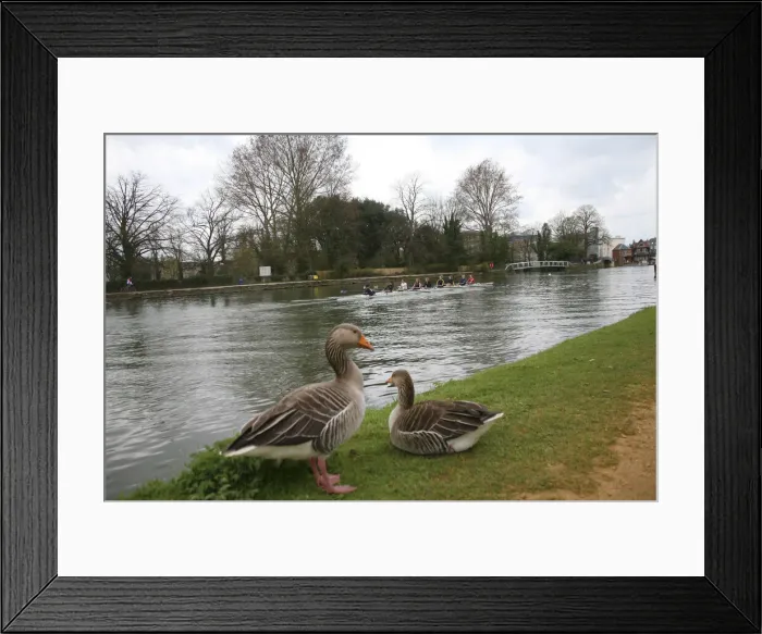 Framed Print : DDE-90035801 Framed Print : DDE-90035801