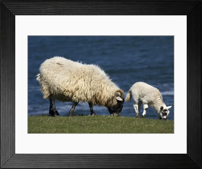 Framed Print : DDE-90035813 Framed Print : DDE-90035813