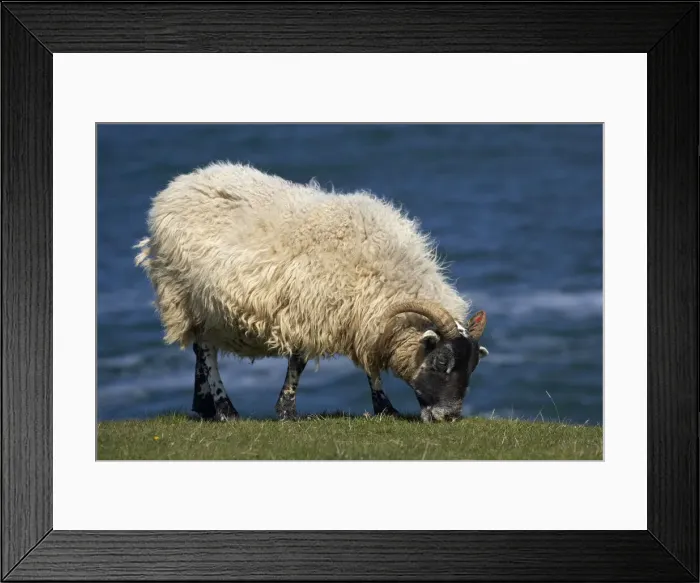 Framed Print : DDE-90035814 Framed Print : DDE-90035814