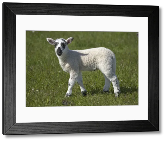 Framed Print : DDE-90035815 Framed Print : DDE-90035815