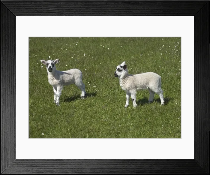 Framed Print : DDE-90035816 Framed Print : DDE-90035816