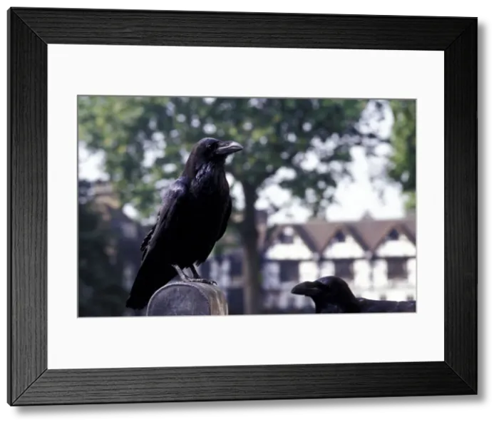 Framed Print : DDE-90035829