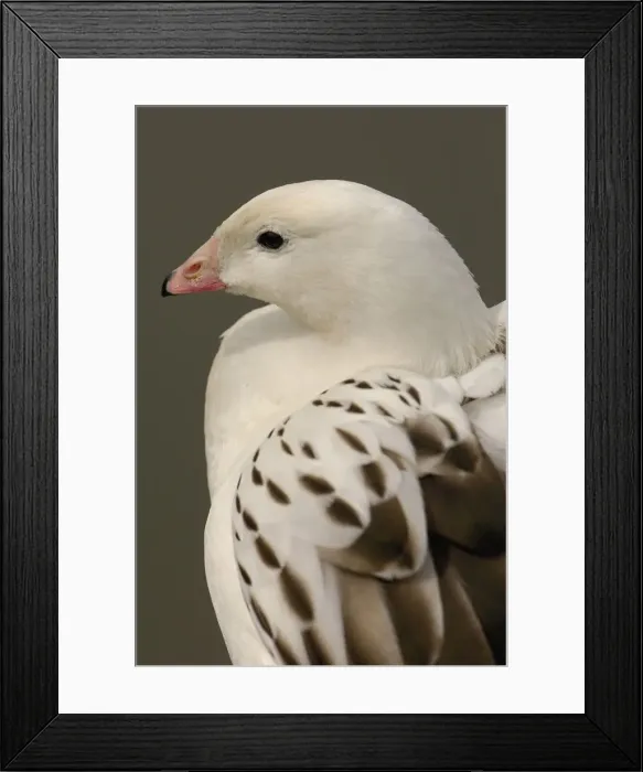 Framed Print : DDE-90035837 Framed Print : DDE-90035837
