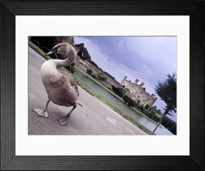 Framed Print : DDE-90035835