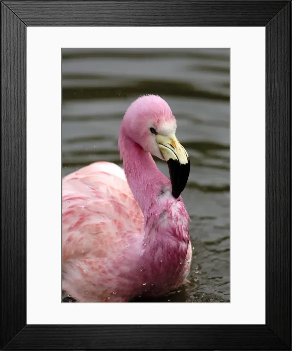 Framed Print : DDE-90035839 Framed Print : DDE-90035839