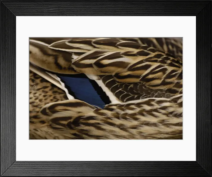 Framed Print : DDE-90035838 Framed Print : DDE-90035838