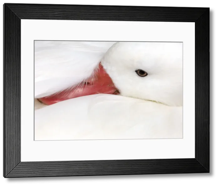 Framed Print : DDE-90035840