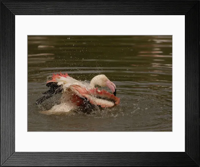 Framed Print : DDE-90035841 Framed Print : DDE-90035841