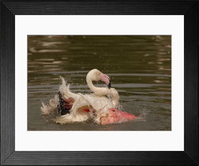Framed Print : DDE-90035842 Framed Print : DDE-90035842