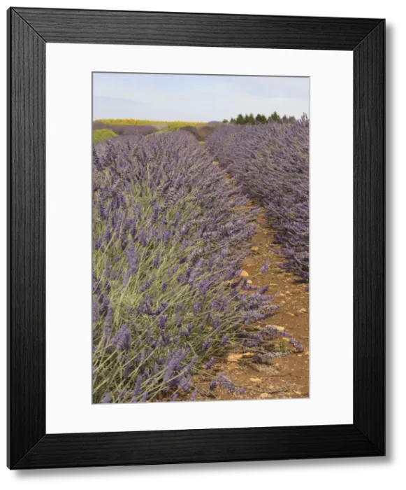 Framed Print : DDE-90035847 Framed Print : DDE-90035847