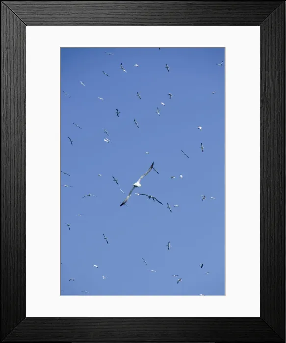 Framed Print : DDE-90035898