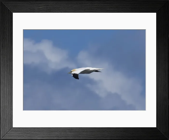 Framed Print : DDE-90035905 Framed Print : DDE-90035905