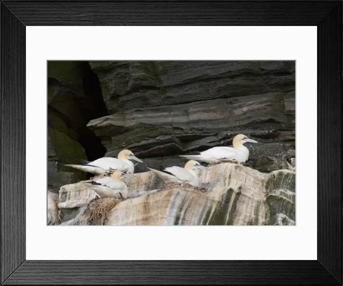 Framed Print : DDE-90035907 Framed Print : DDE-90035907