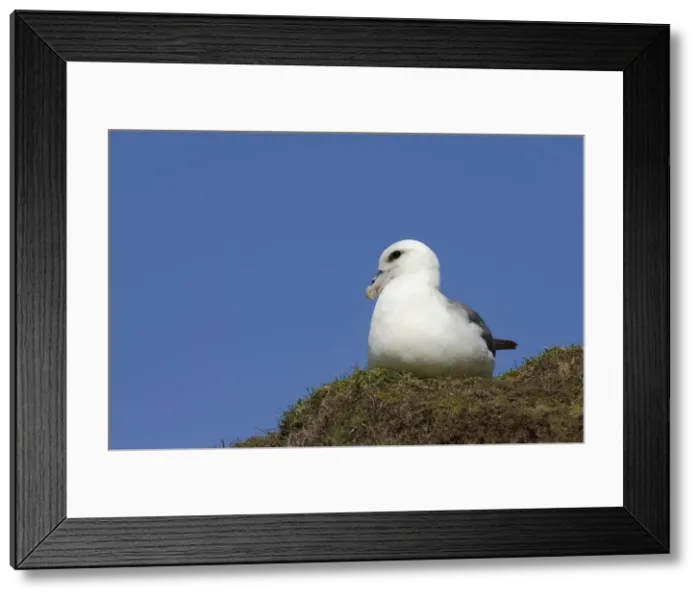 Framed Print : DDE-90035904 Framed Print : DDE-90035904