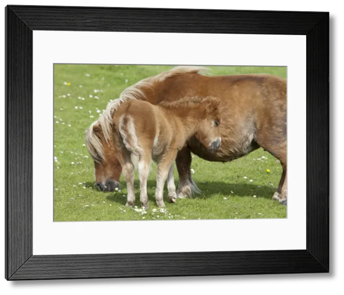 Framed Print : DDE-90035917 Framed Print : DDE-90035917