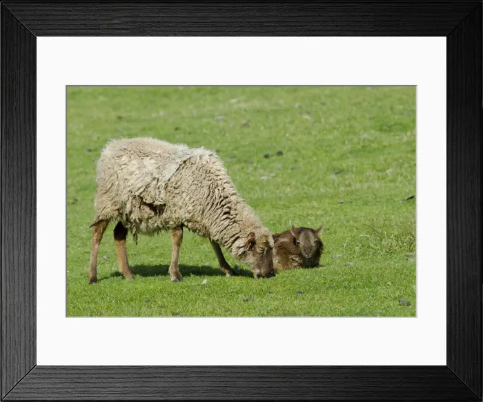 Framed Print : DDE-90035911 Framed Print : DDE-90035911